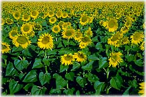 aycicek tarlasi.jpg (31960 bytes)